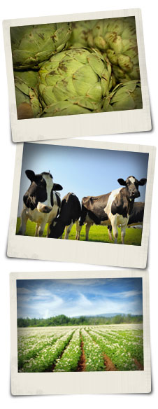 Farm Shop Imagery